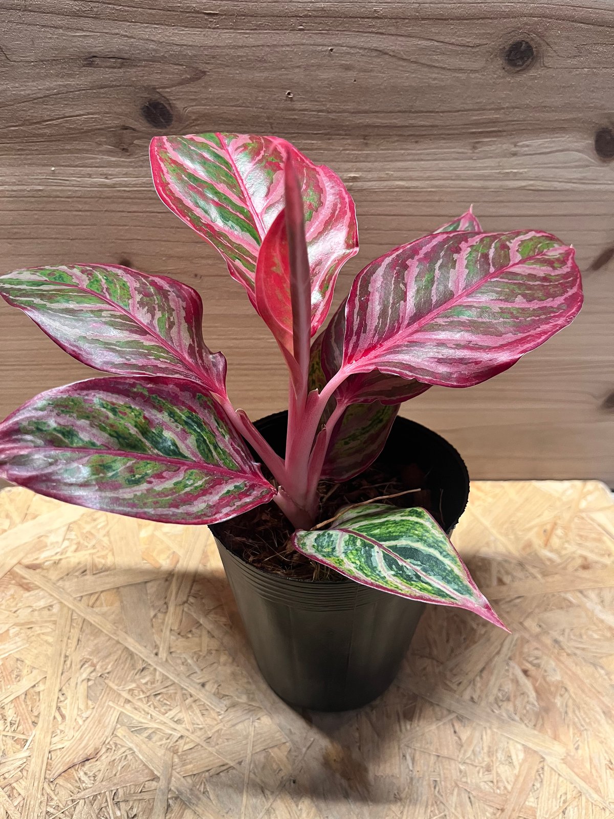 アグラオネマ 'レッドエメラルドドラゴン' | GREEN LUCK