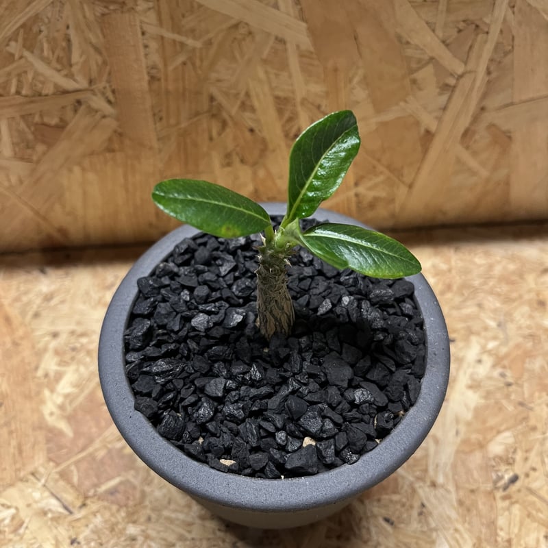 パキポディウム ウィンゾリー×伝市鉢 | GREEN LUCK