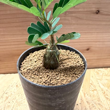 センナ　メリディオナリス