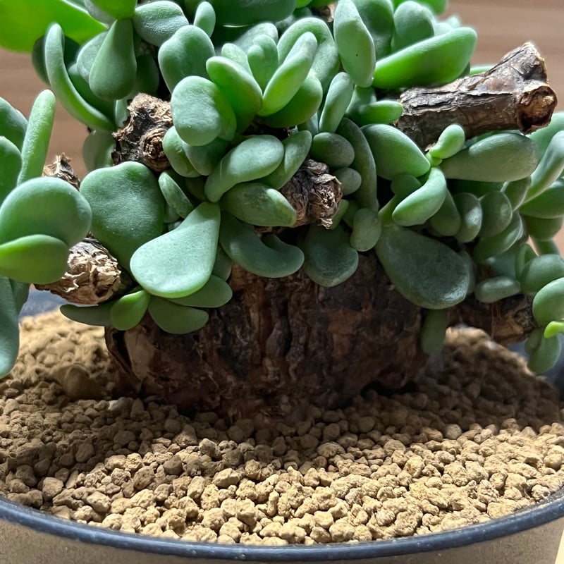 ケラリア　ピグマエア　（大谷石　鉢付き） ケラリア ピグマエア 大株 | STELLA.PLANTS
