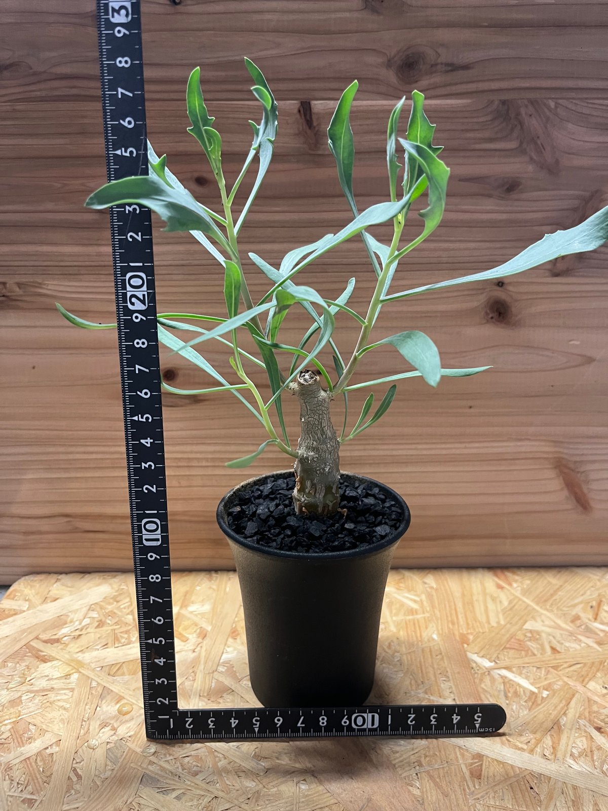 オトンナ レトロフラクタ | GREEN LUCK