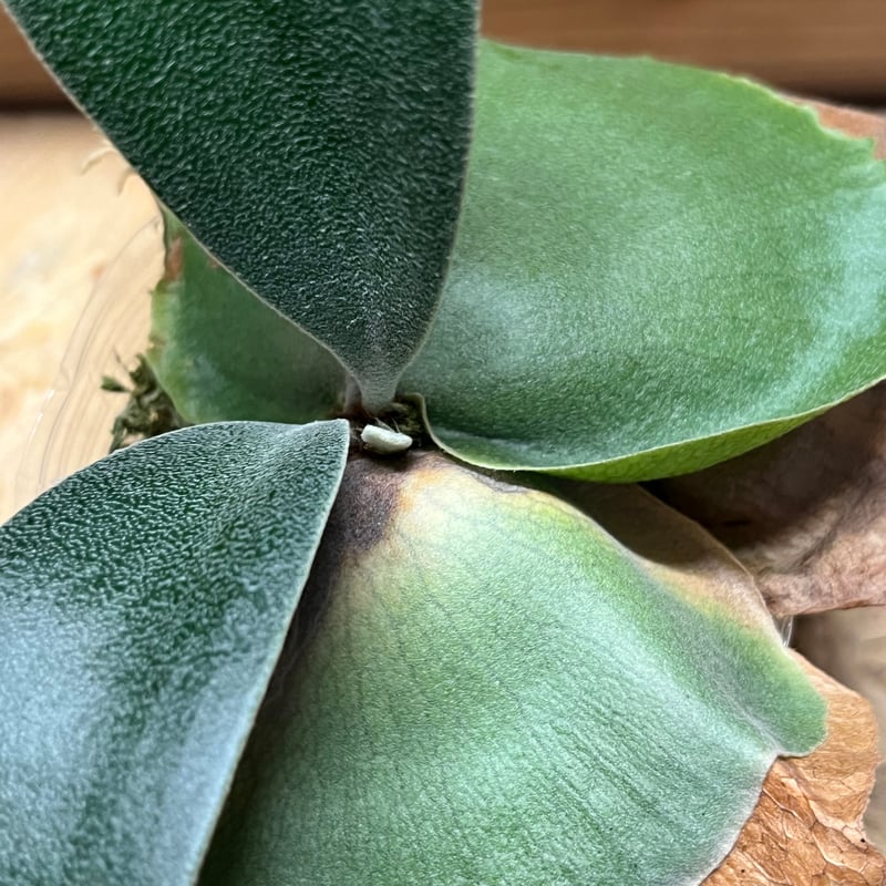 ビカクシダ フーンシキ | GREEN LUCK