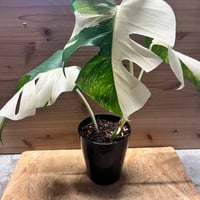 ビルベルギア スローポーク | GREEN LUCK