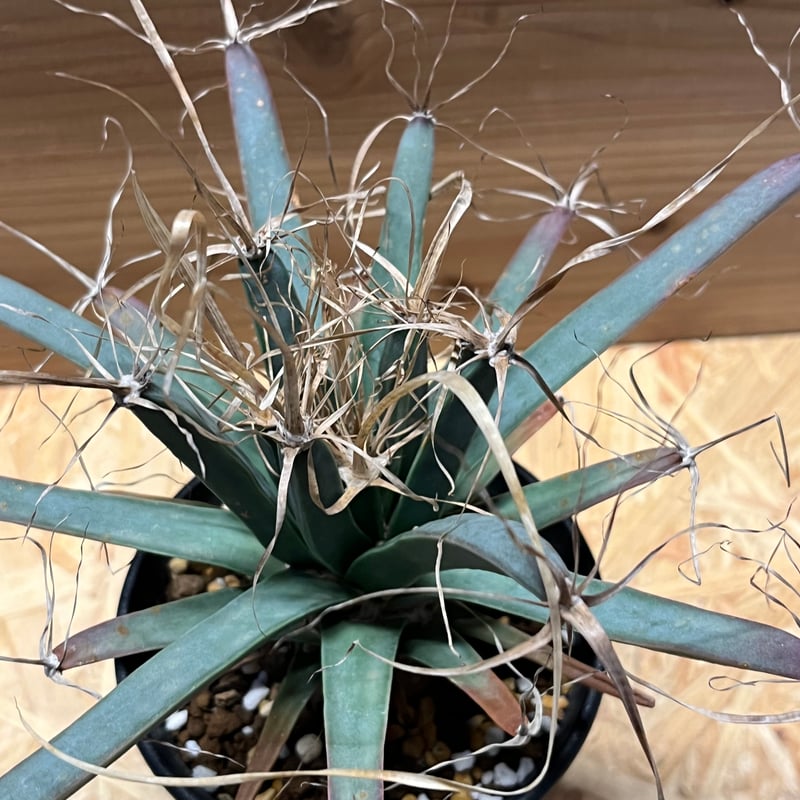 レウクテンベルギア プリンキピス 晃山 | GREEN LUCK