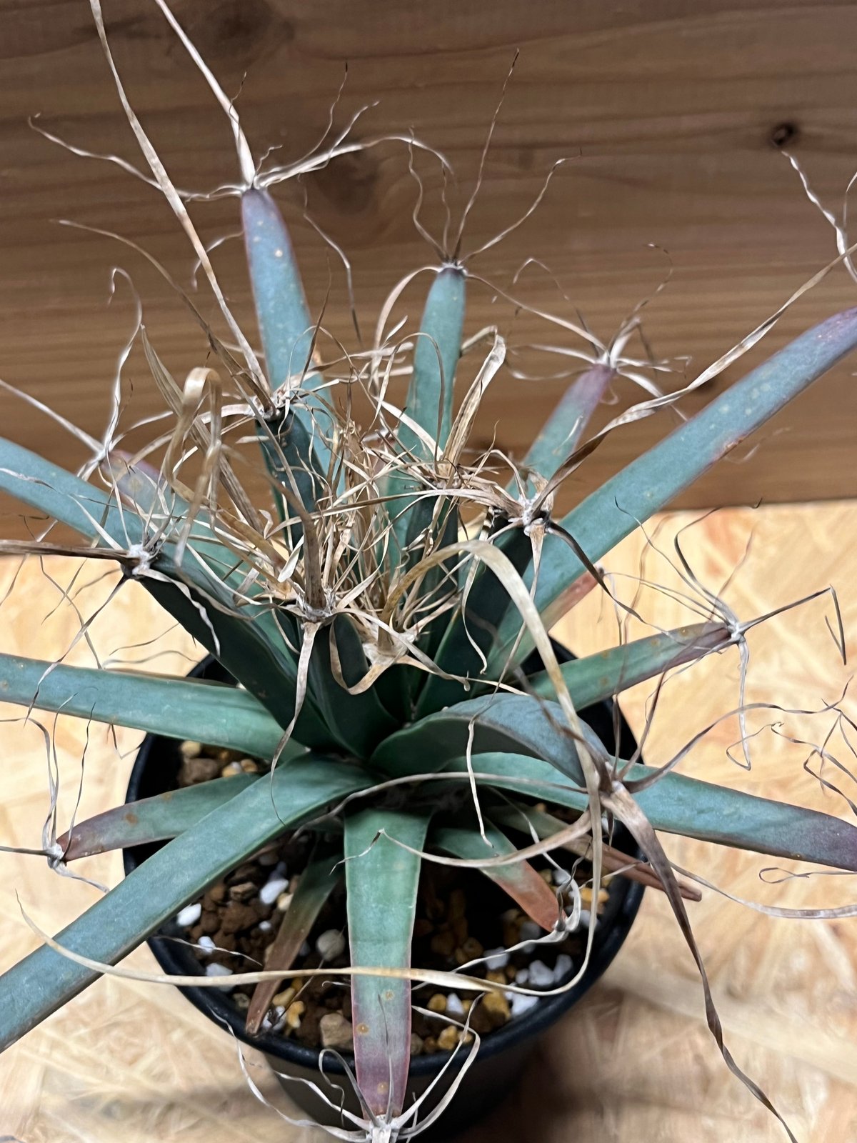 レウクテンベルギア プリンキピス 晃山 | GREEN LUCK