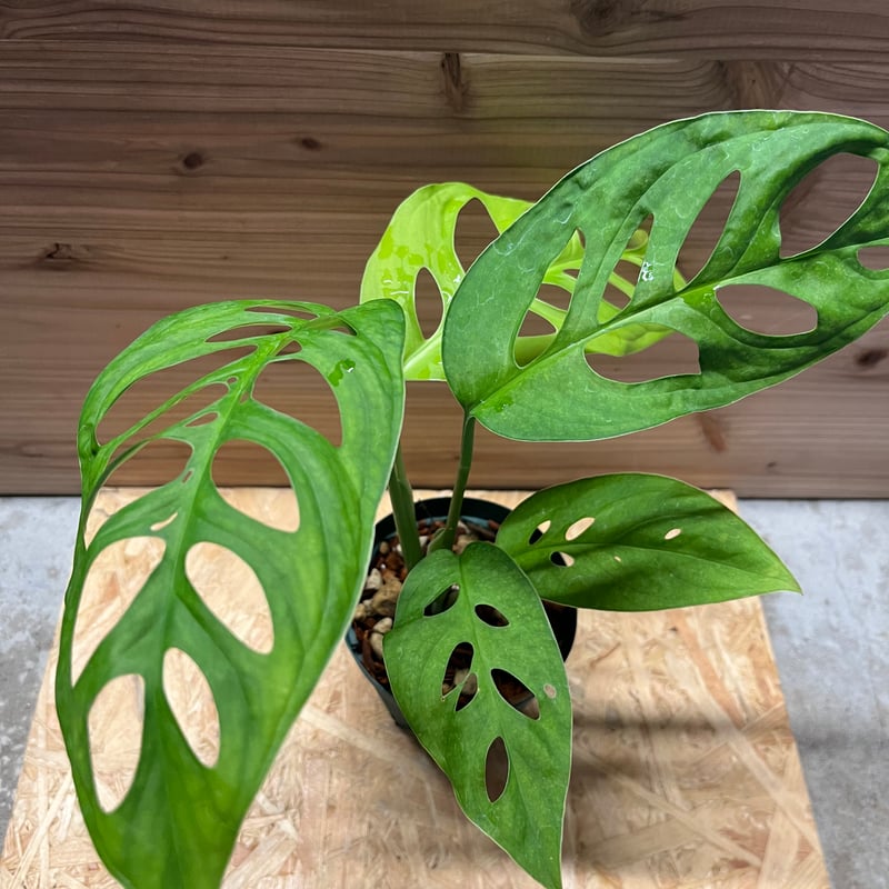 モンステラ　エスケレート 冬の間も新しい葉を開き続けてきたモンステラエスケレート - 私