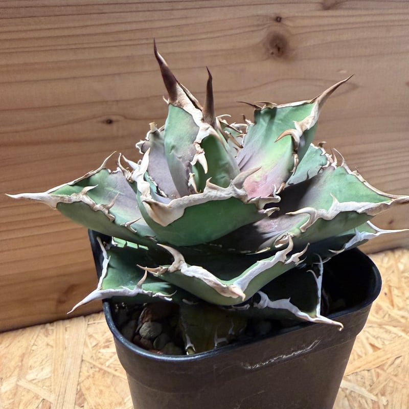 アガベ チタノタ '巨獣' | GREEN LUCK