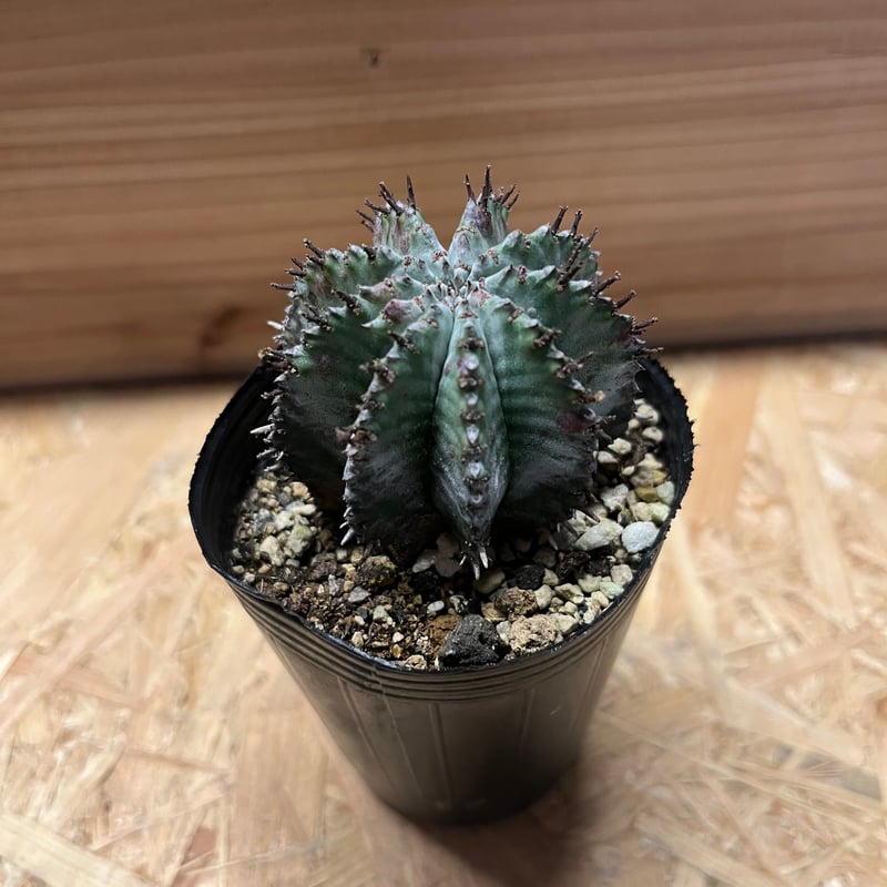 ユーフォルビア ホリダ | GREEN LUCK