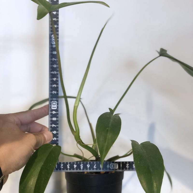 フィロデンドロン 69686 | GREEN LUCK