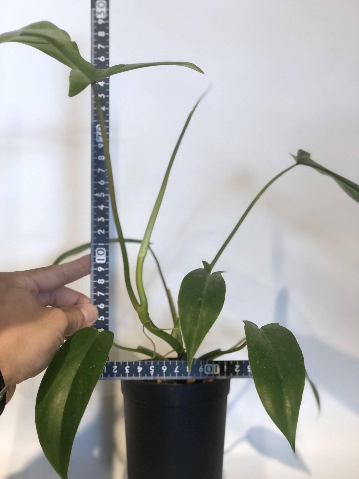 たにさん フィロデンドロン 69686 | GREEN LUCK