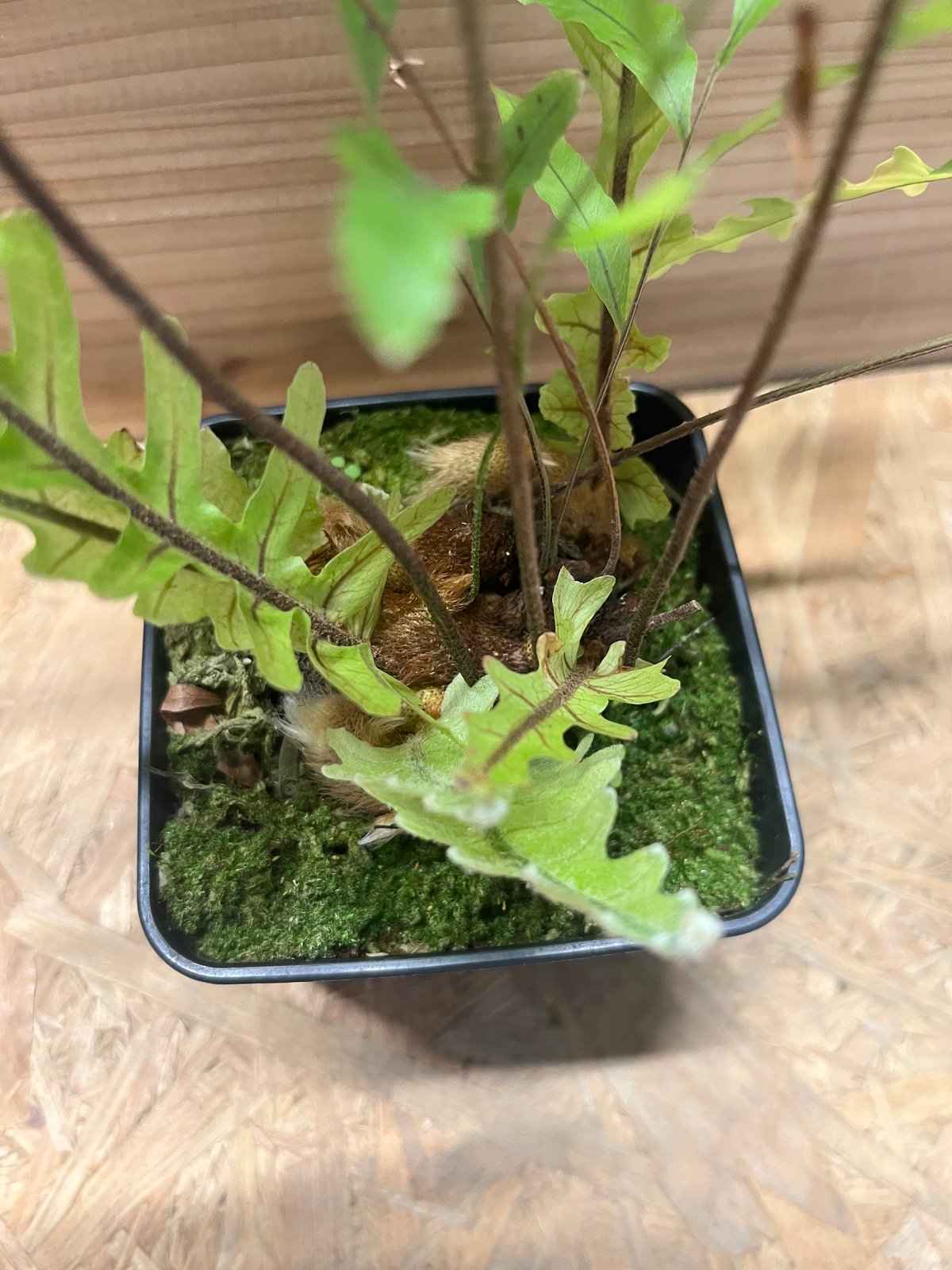 ドリナリア フロリダ | GREEN LUCK