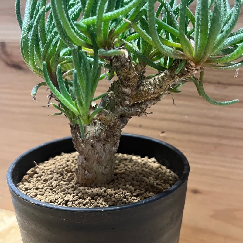 フィロボルス レスルゲンス | GREEN LUCK