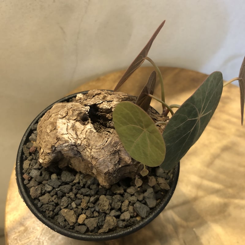 レア/大株/発根済み/塊根植物】ステファニア kaweesakii 鉢植え