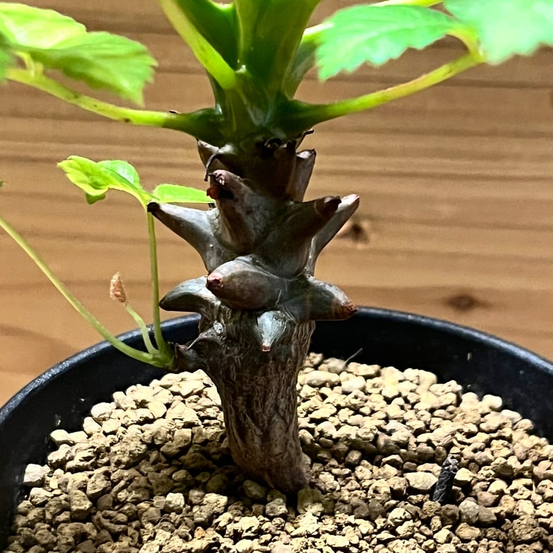 ベイセリア メキシカーナ | GREEN LUCK