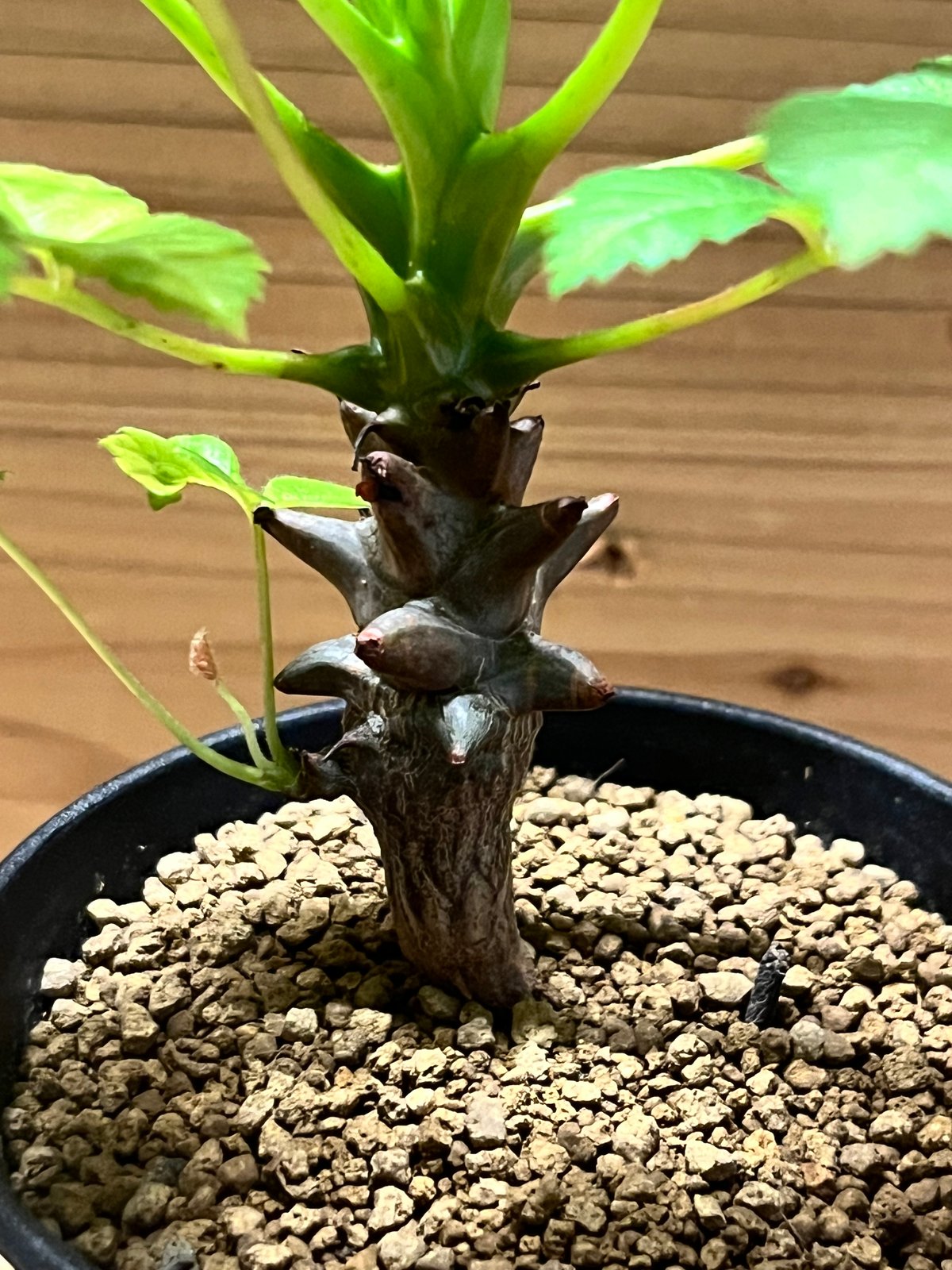 ベイセリア メキシカーナ | GREEN LUCK