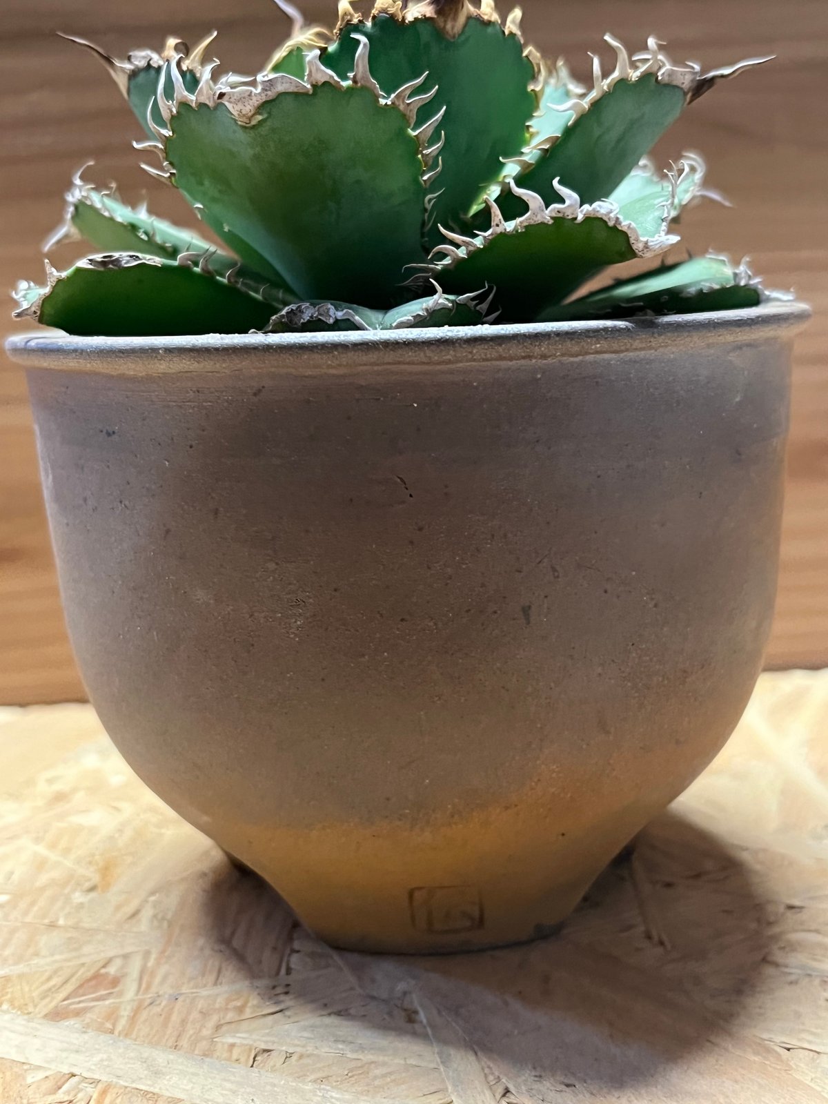 アガベ チタノタ フィリグリー | GREEN LUCK