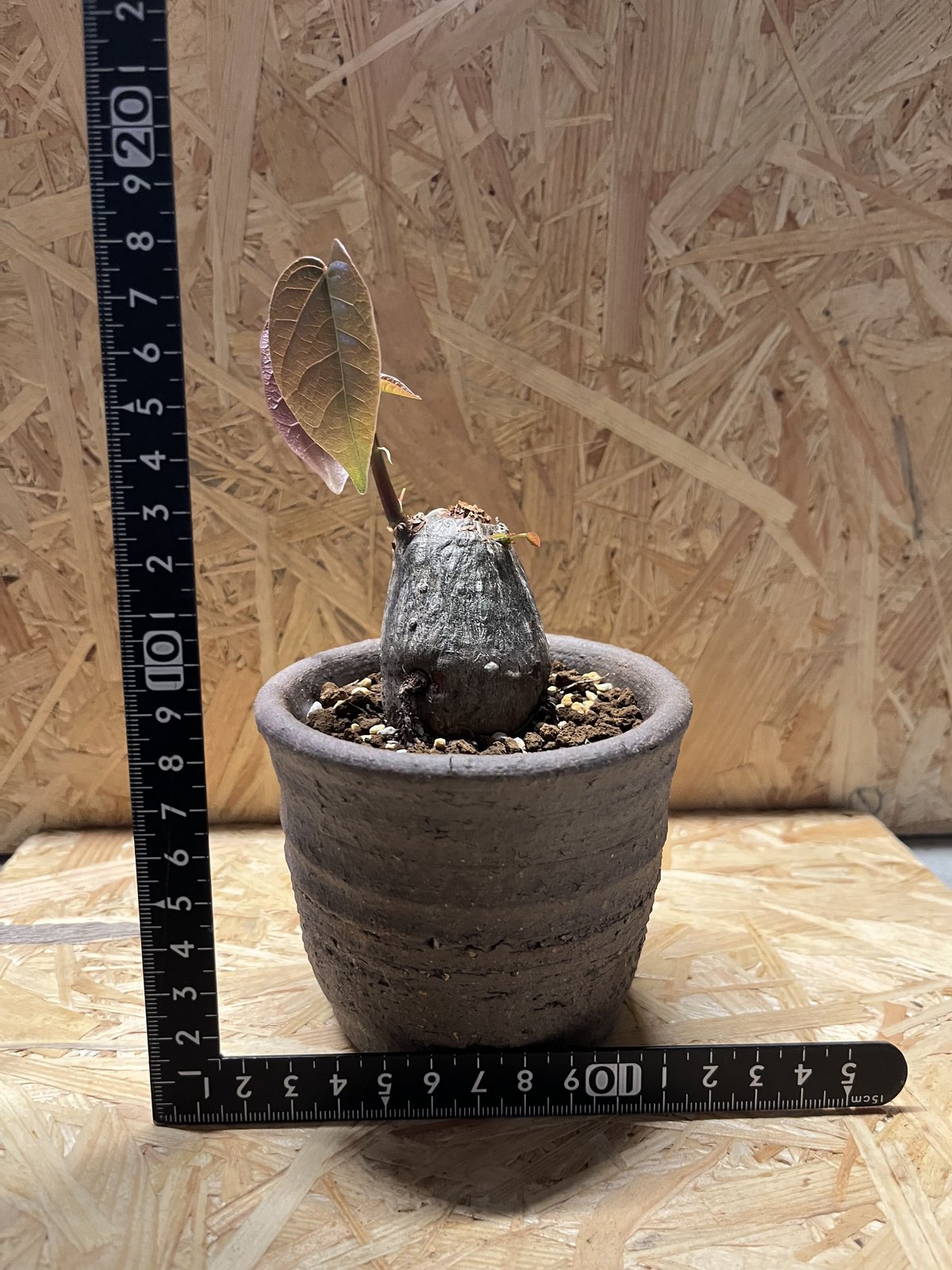 プセウドボンバックス エリプティクム×伝市鉢 | GREEN LUCK