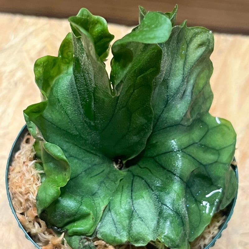 ビカクシダ ワンダエドワーフ | GREEN LUCK