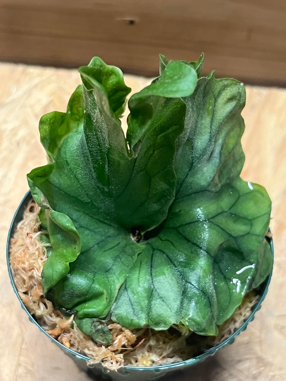 ビカクシダ ワンダエドワーフ | GREEN LUCK