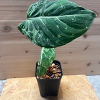 14 フィカス リラータ　イヴォンヌ フィカス リラータ イヴォンヌ(斑入り)【949】 | PROTOLEAF