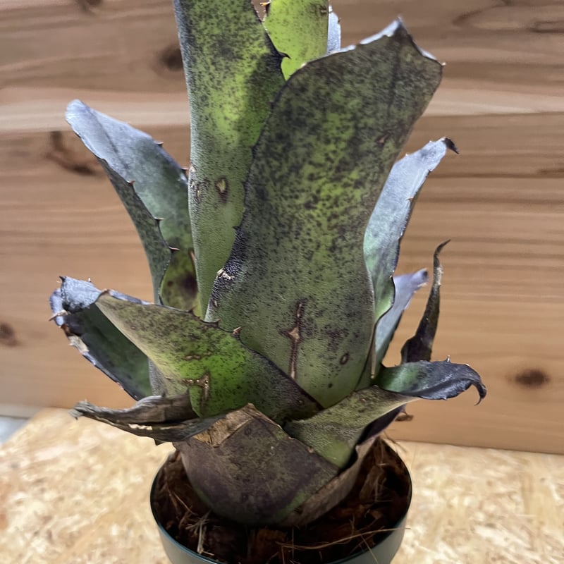 ホヘンベルギア レオポルドホルスティ | GREEN LUCK