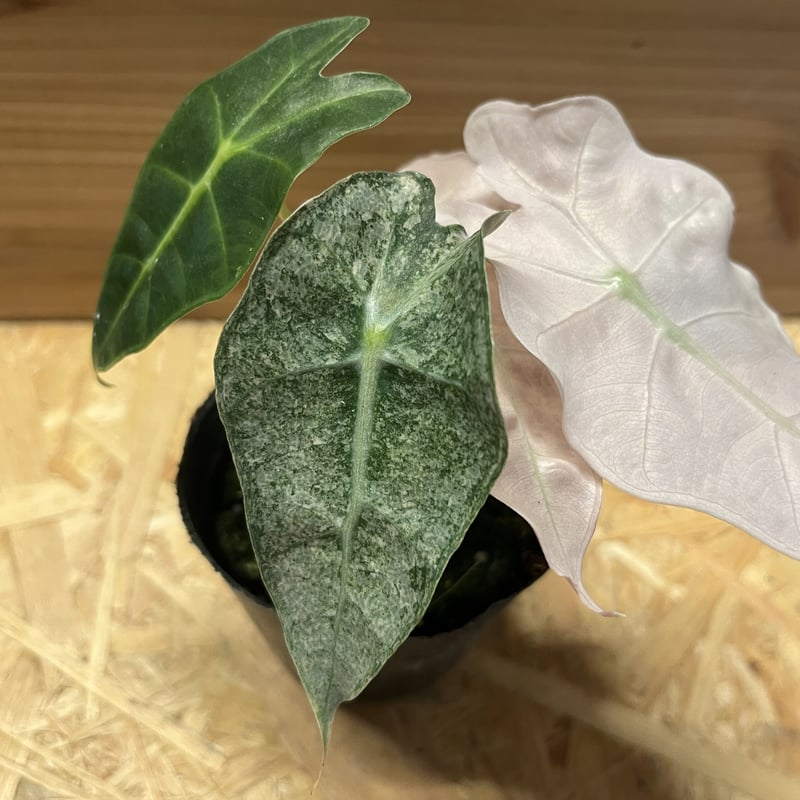 アロカシア　シンポ　バリエガータ芋【希少】 アロカシア シンポ バリエガータ 斑入り 芋【希少】 アロカシア