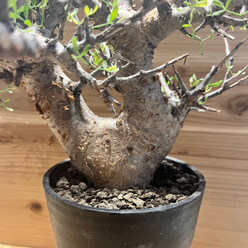 コミフォラ・フォリアセア　発根済み鉢付き　現地株 観葉植物/コミフォラ：フォリアセア（発根済み） 4号鉢植え