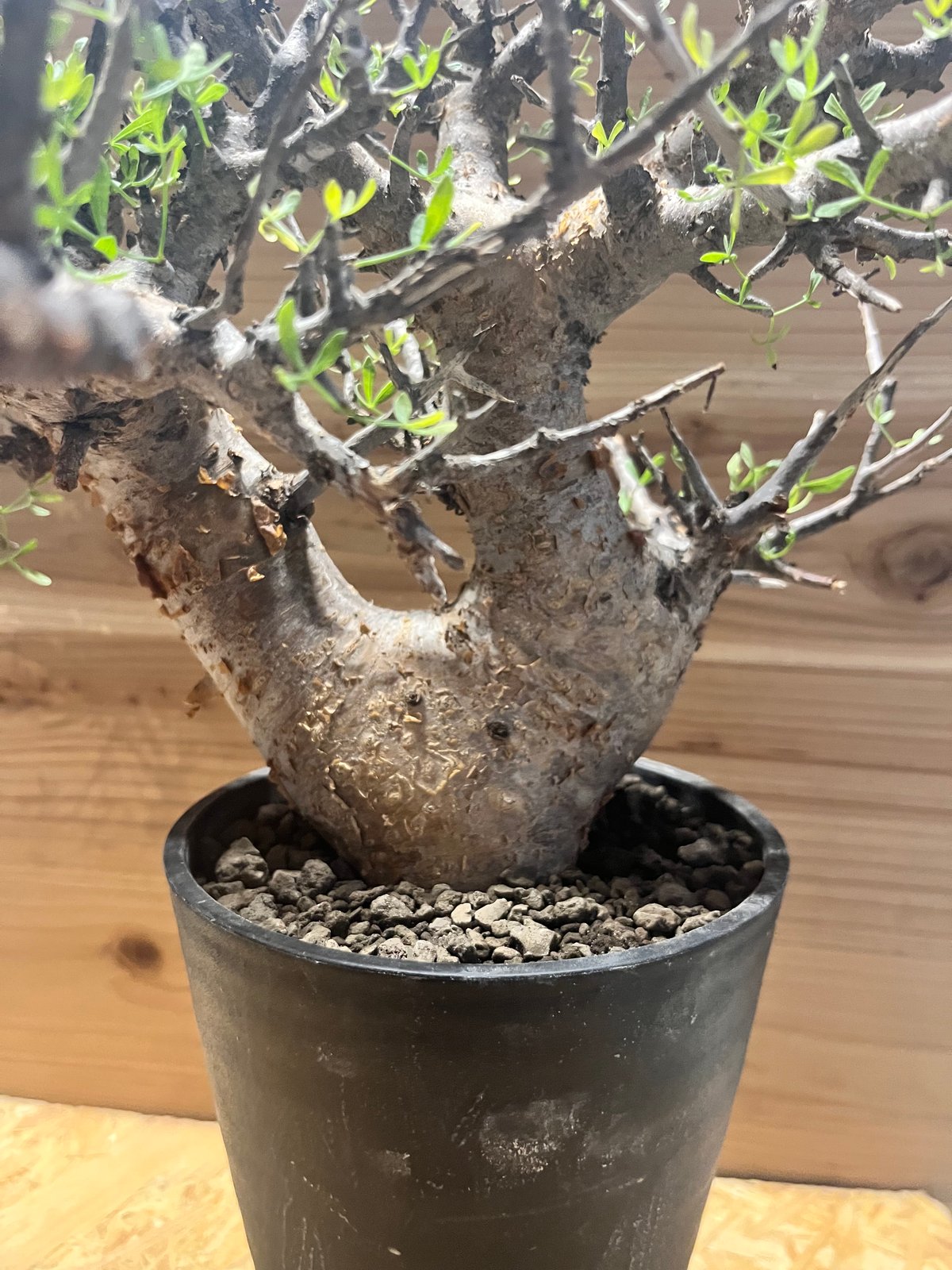 コミフォラ フォリアセア | GREEN LUCK