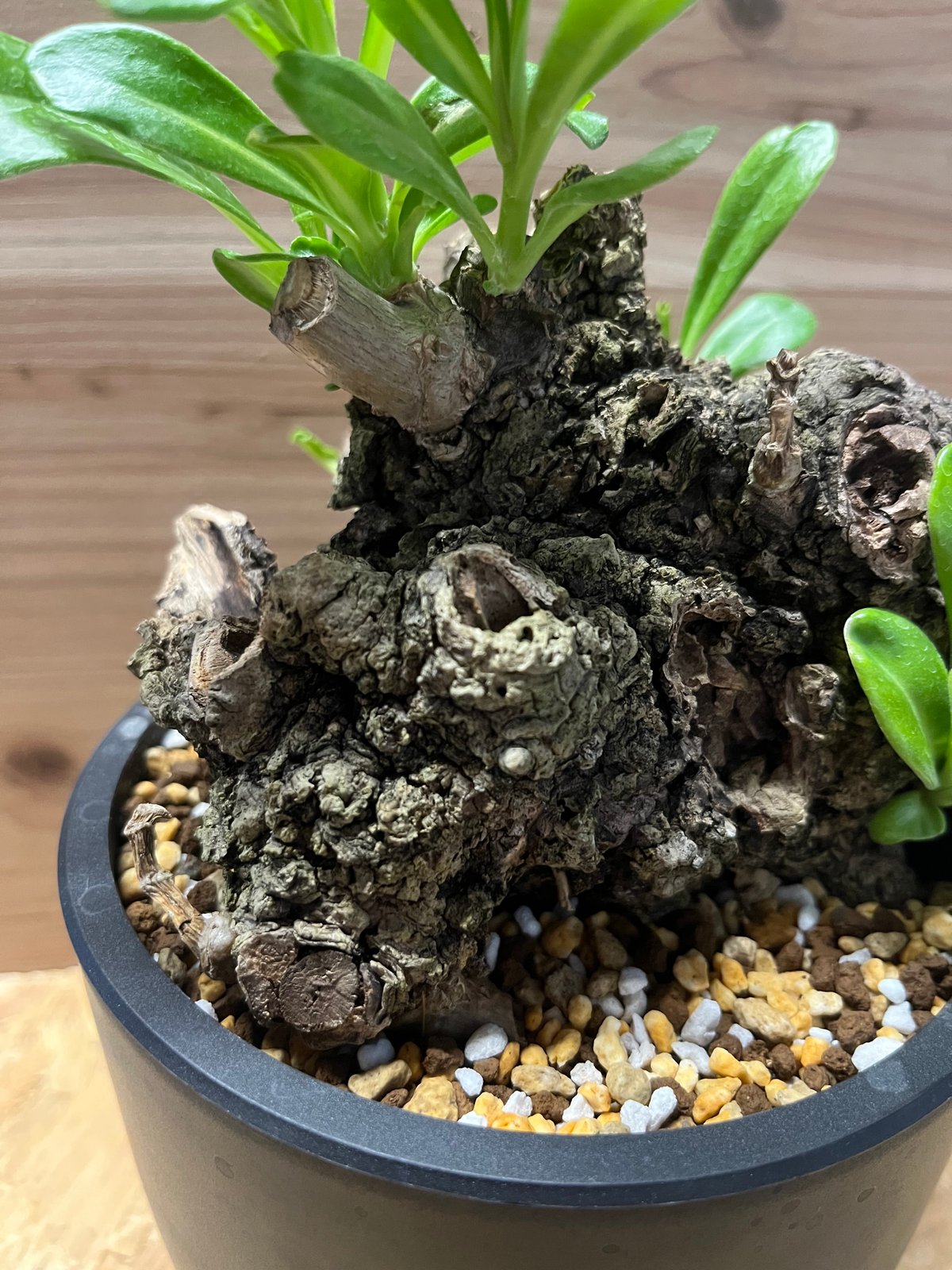 クサトベラ 観葉植物 発根済 盆栽風 琉球盆栽風 植物 fit=scale-down,w=1200