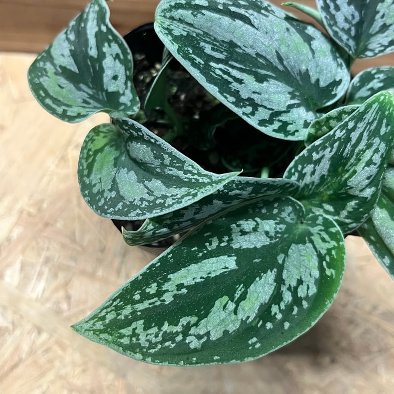 スキンダプサス ピクタス トリカラー | GREEN LUCK