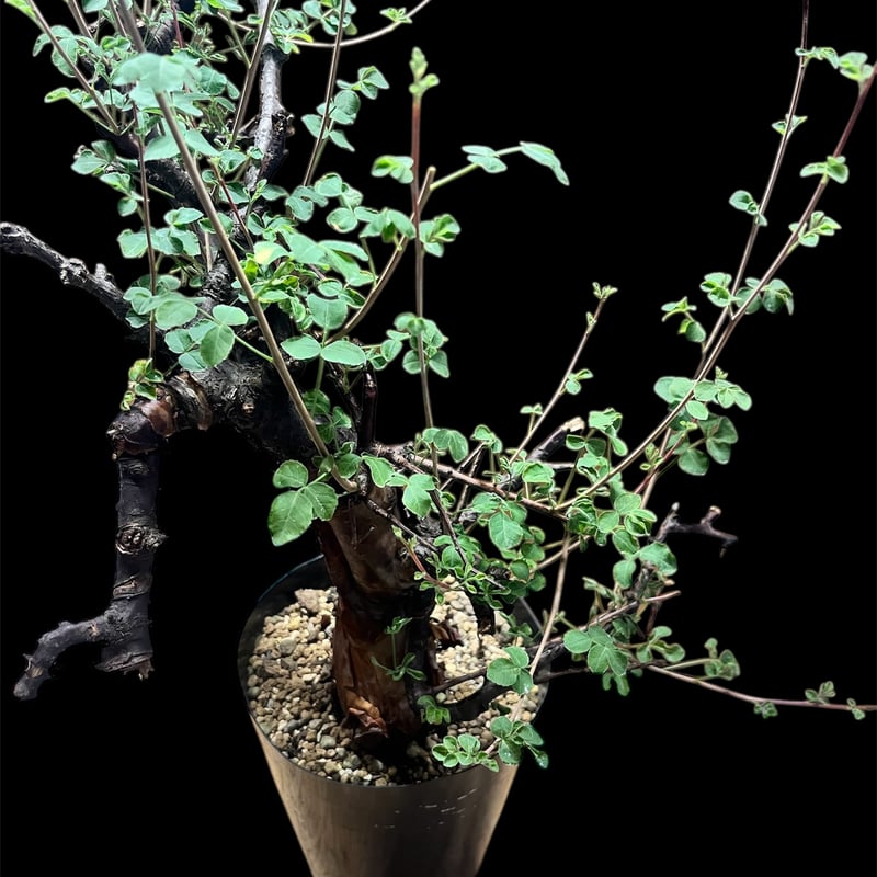 コミフォラ ボラネンシス | GREEN LUCK