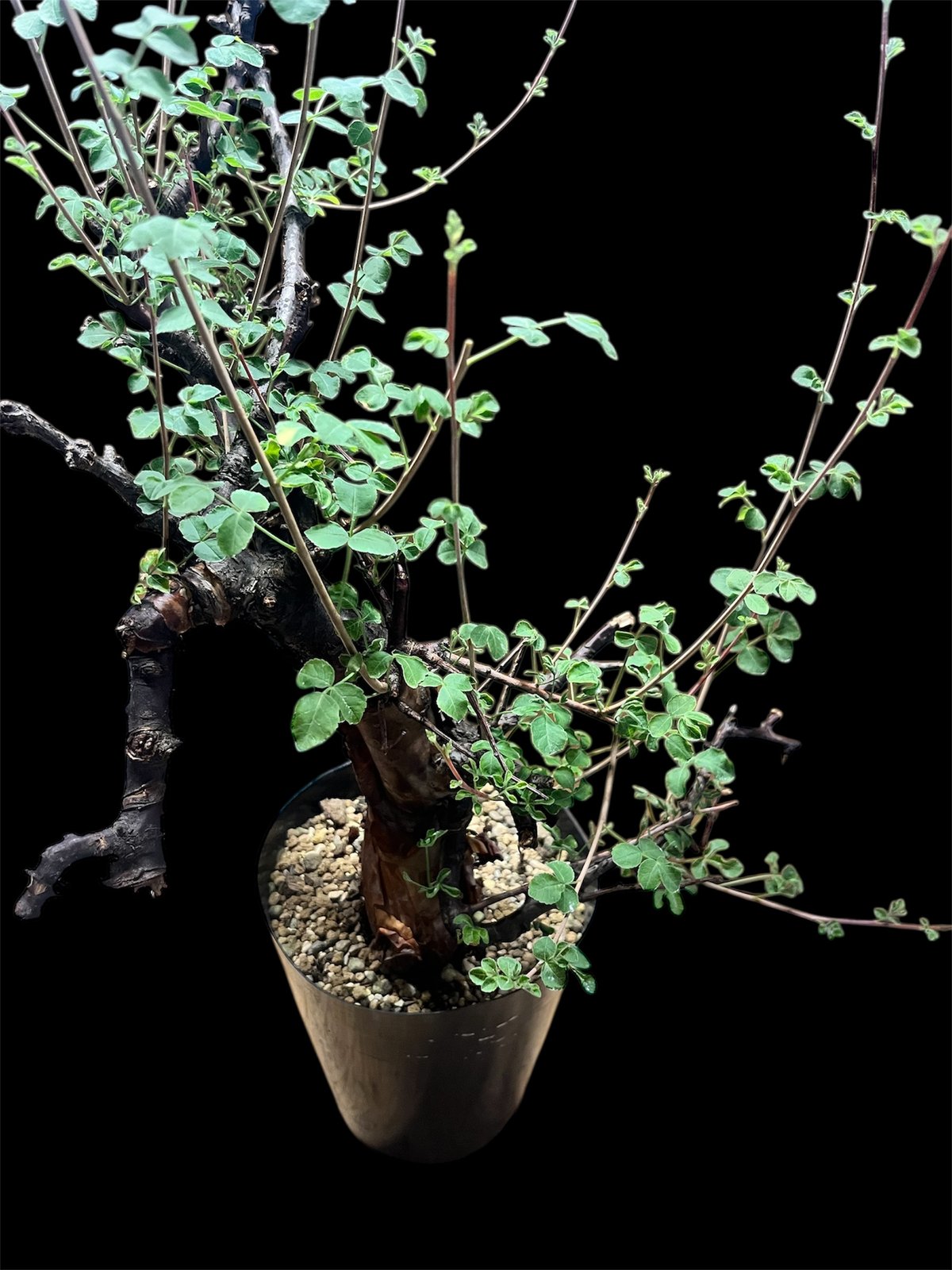 コミフォラ ボラネンシス | GREEN LUCK