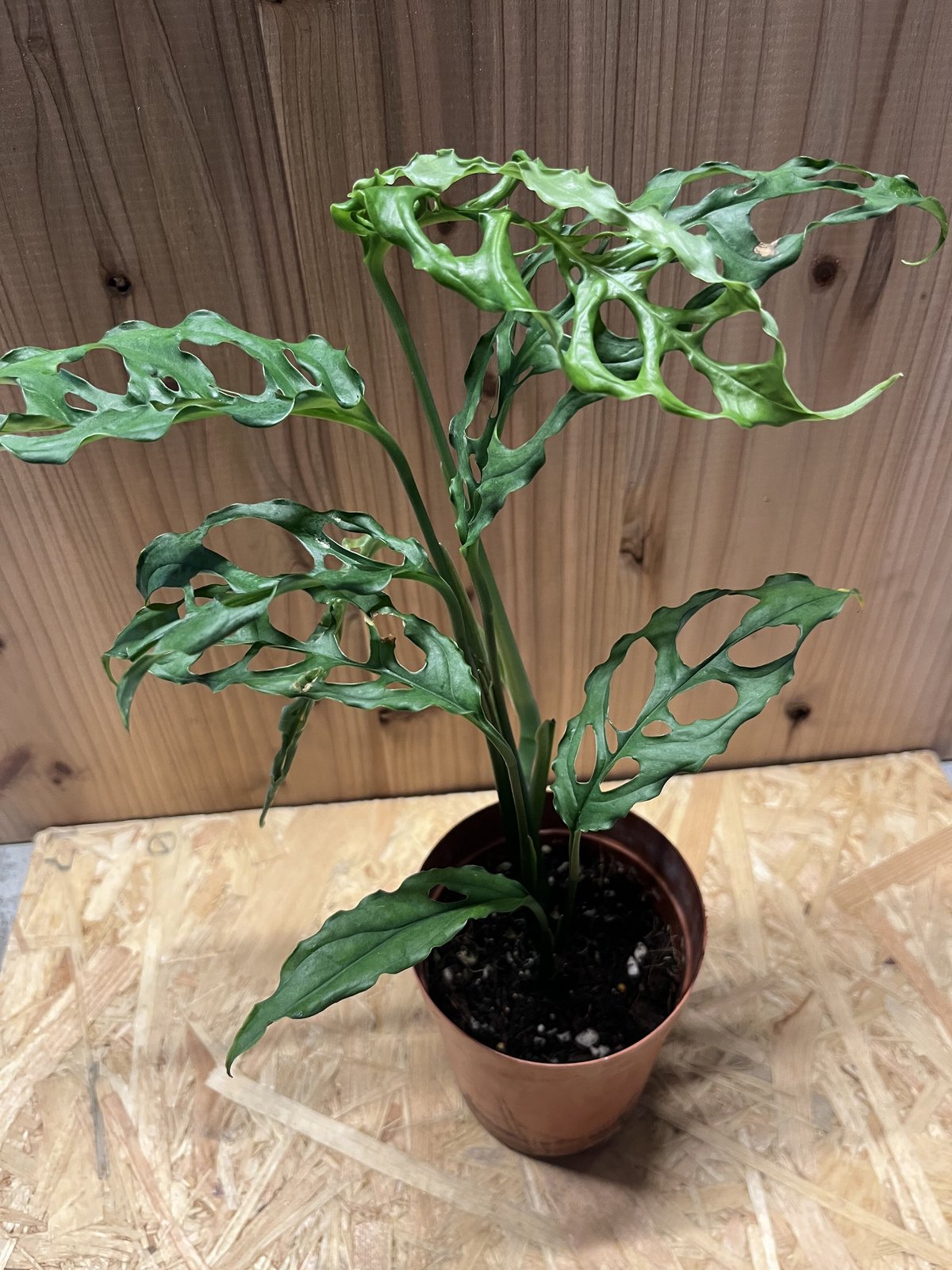 大株 モンステラ オブリクア ペルー 7号鉢 大株 モンステラ オブリクア ペルー 7号鉢 モンステラ