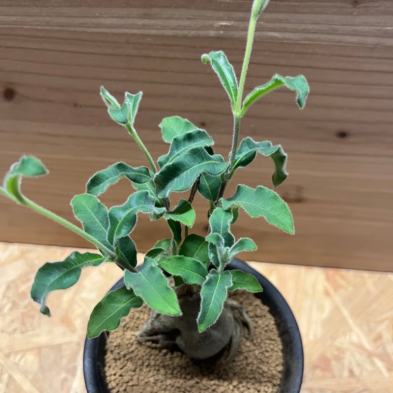 ラフィオナクメ プロクンベンス | GREEN LUCK