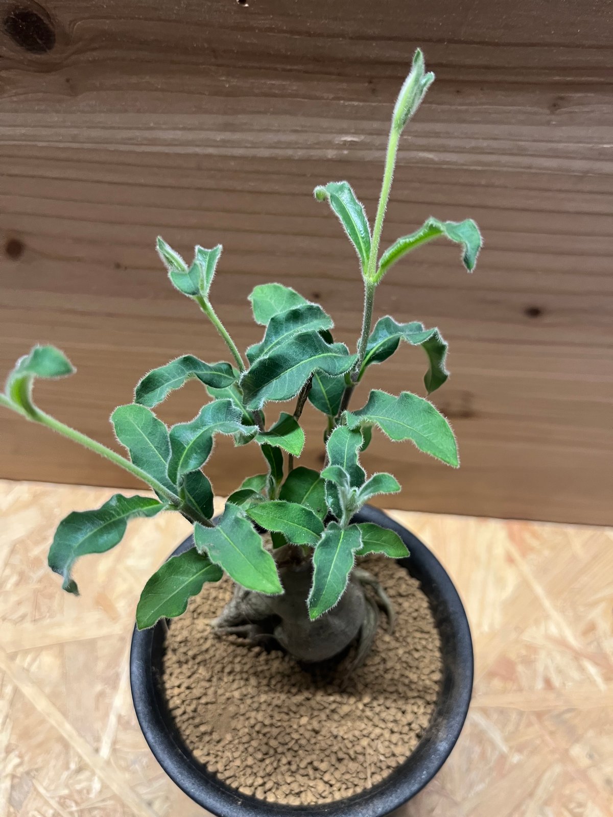 ラフィオナクメ プロクンベンス | GREEN LUCK