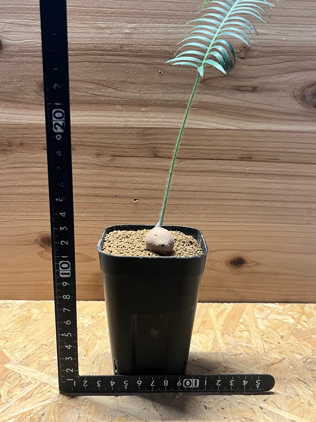 ディオーン エデューレ Dioon edule 20s ディオーン エデュレ 'パルマソラ' | GREEN LUCK