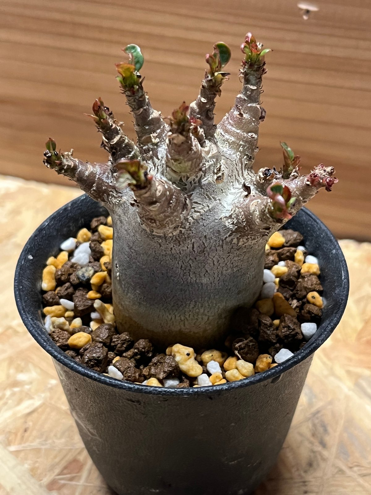 アデニウム アラビカム スーパードワーフ | GREEN LUCK