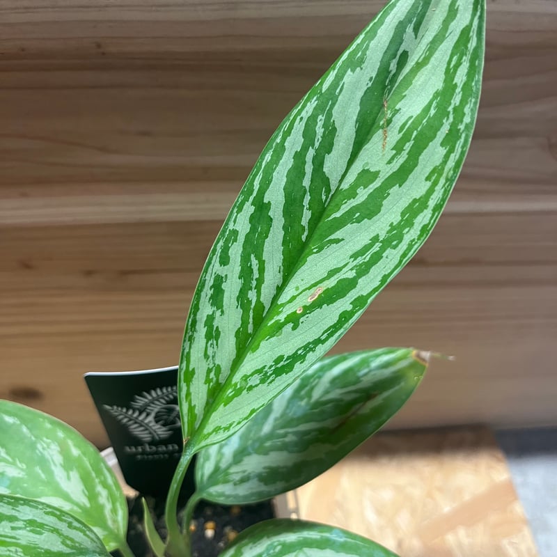 アグラオネマ ニティドゥム カーティシー | GREEN LUCK