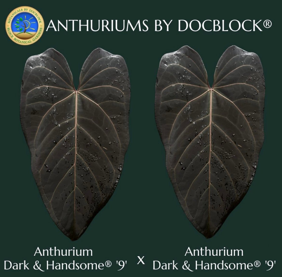 Anthurium Dark & Handsome ダークアンドハンサム アンスリウム ダーク&ハンサム×ダーク&ハンサム | GREEN LUCK