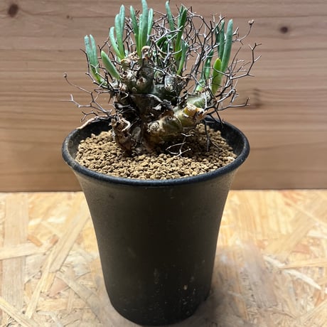 チレコドンレティキュラーツス | STORES