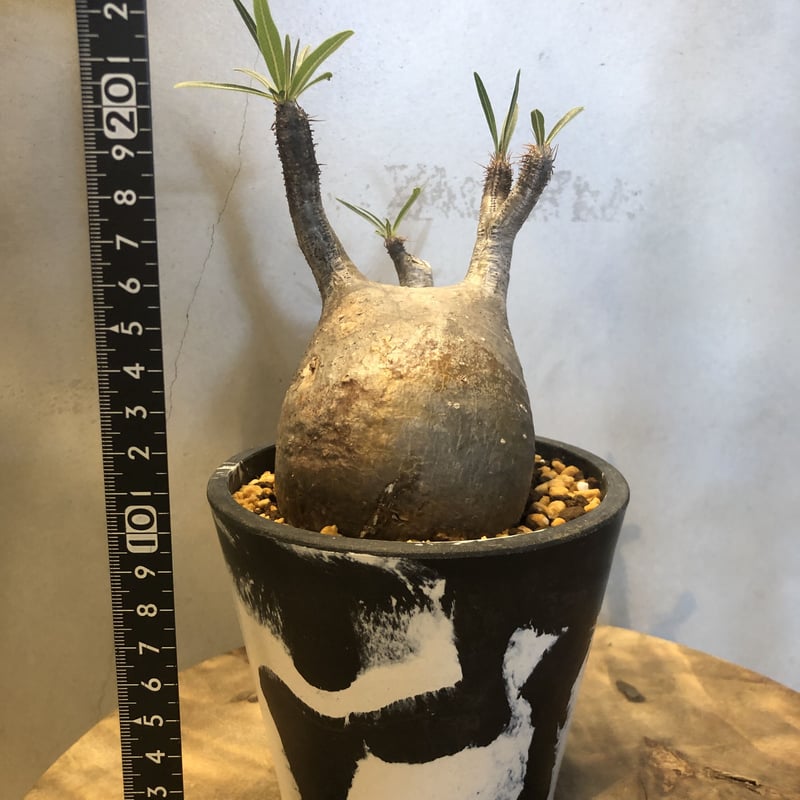 パキポディウム グラキリス 現地株 発根済み | GREEN LUCK