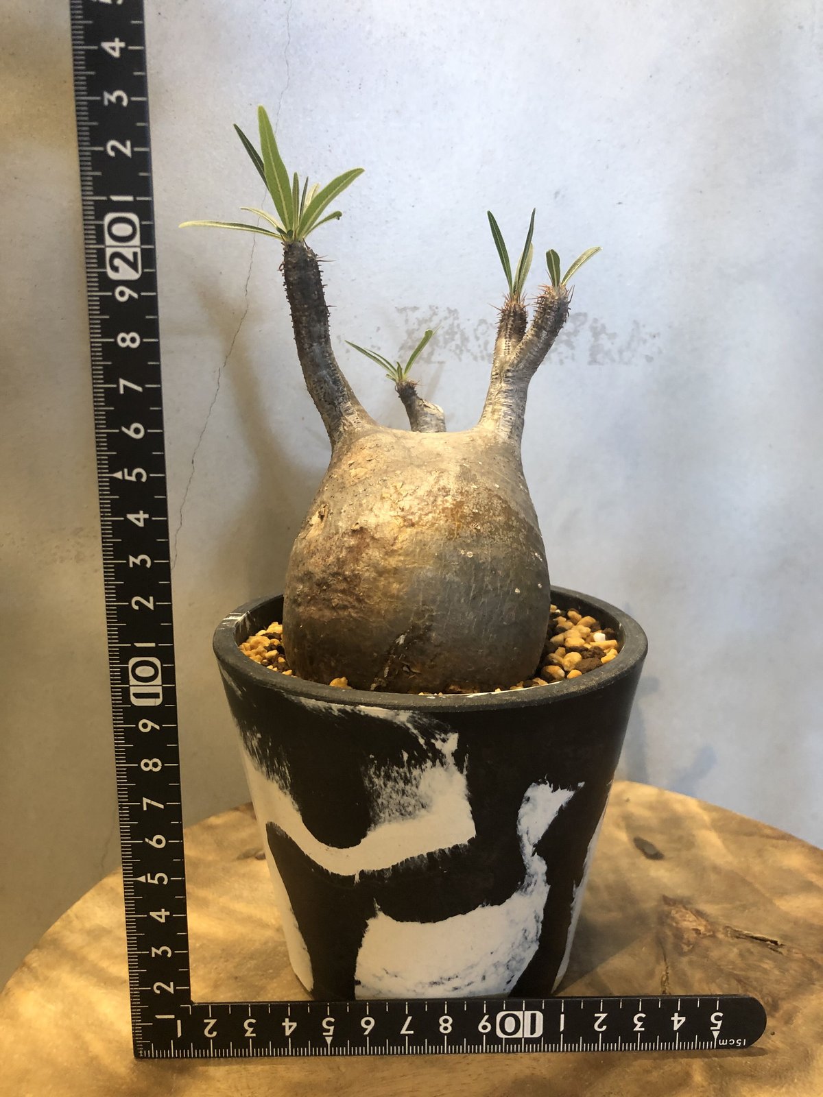 パキポディウム グラキリス 現地株 発根済み | GREEN LUCK