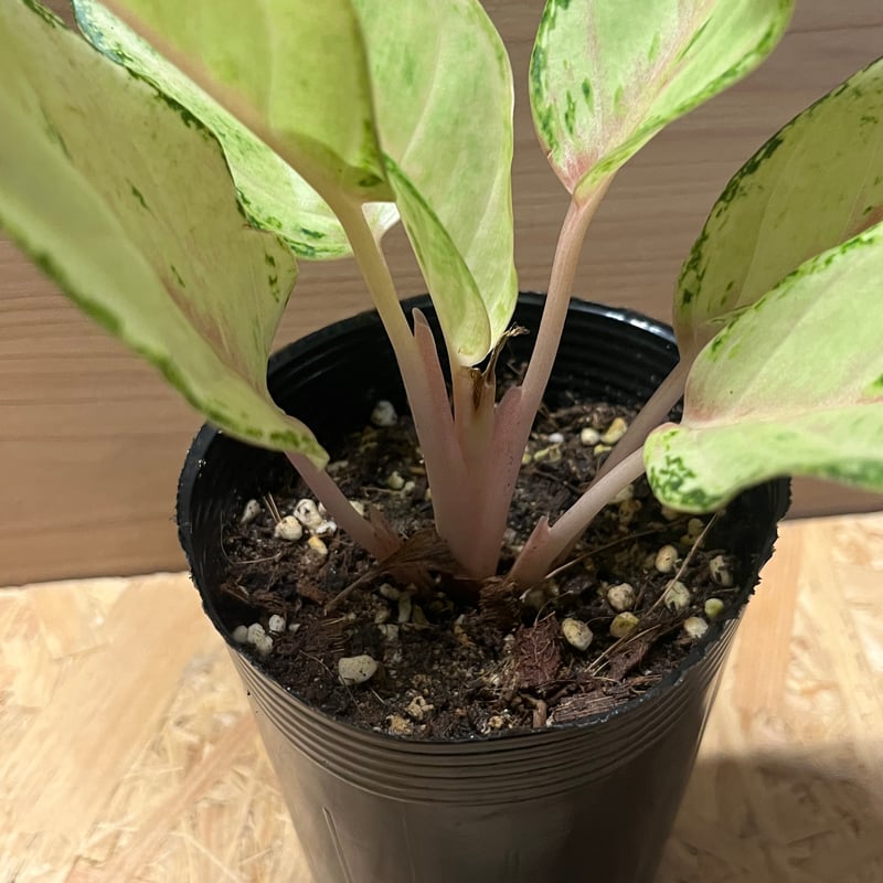 アグラオネマ ラッキー | GREEN LUCK