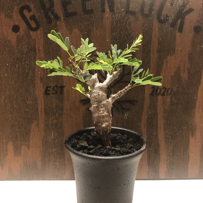 センナ メリディオナリス 塊根植物 珍奇植物 発根済み
