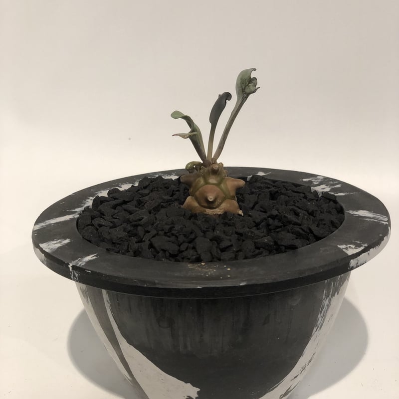 オトンナ ヘレー | GREEN LUCK