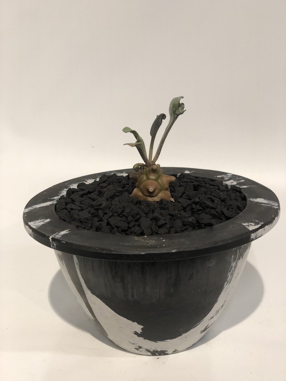 【鉢のまま発送】オトンナ へレー オトンナ ヘレー | GREEN LUCK