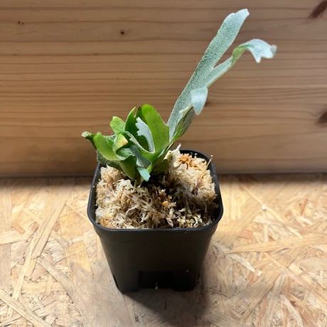 Sparrow　ビカクシダ 2株セット 楽天市場】(現品) ビカクシダ 'ピューチャン' #2 (pup) (No