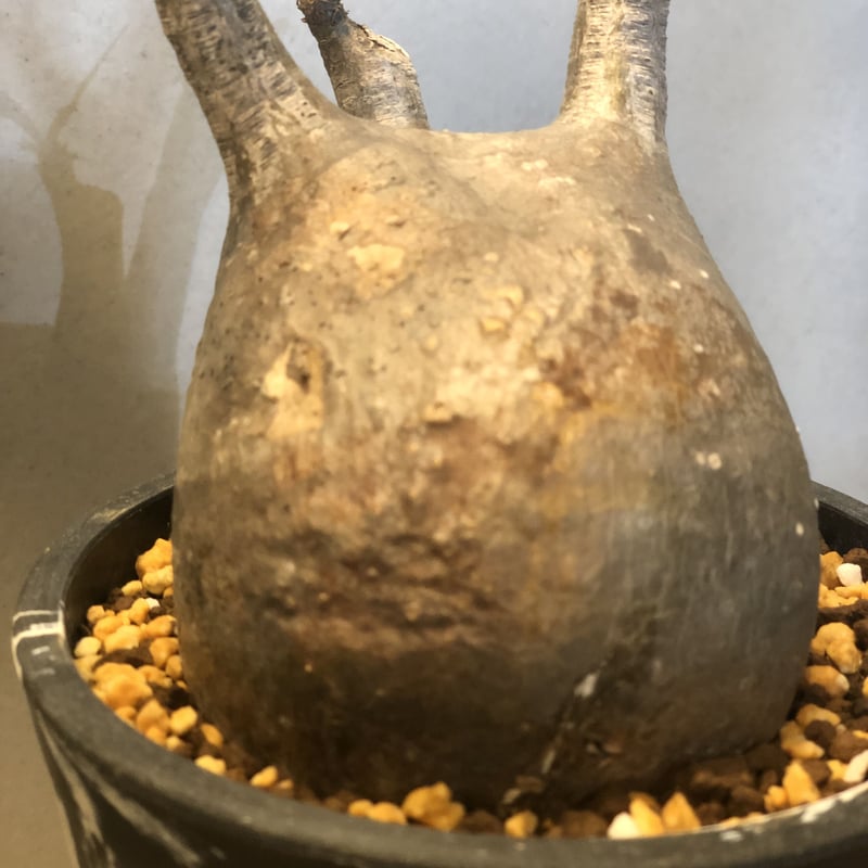 パキポディウム グラキリス 現地株 発根済み | GREEN LUCK