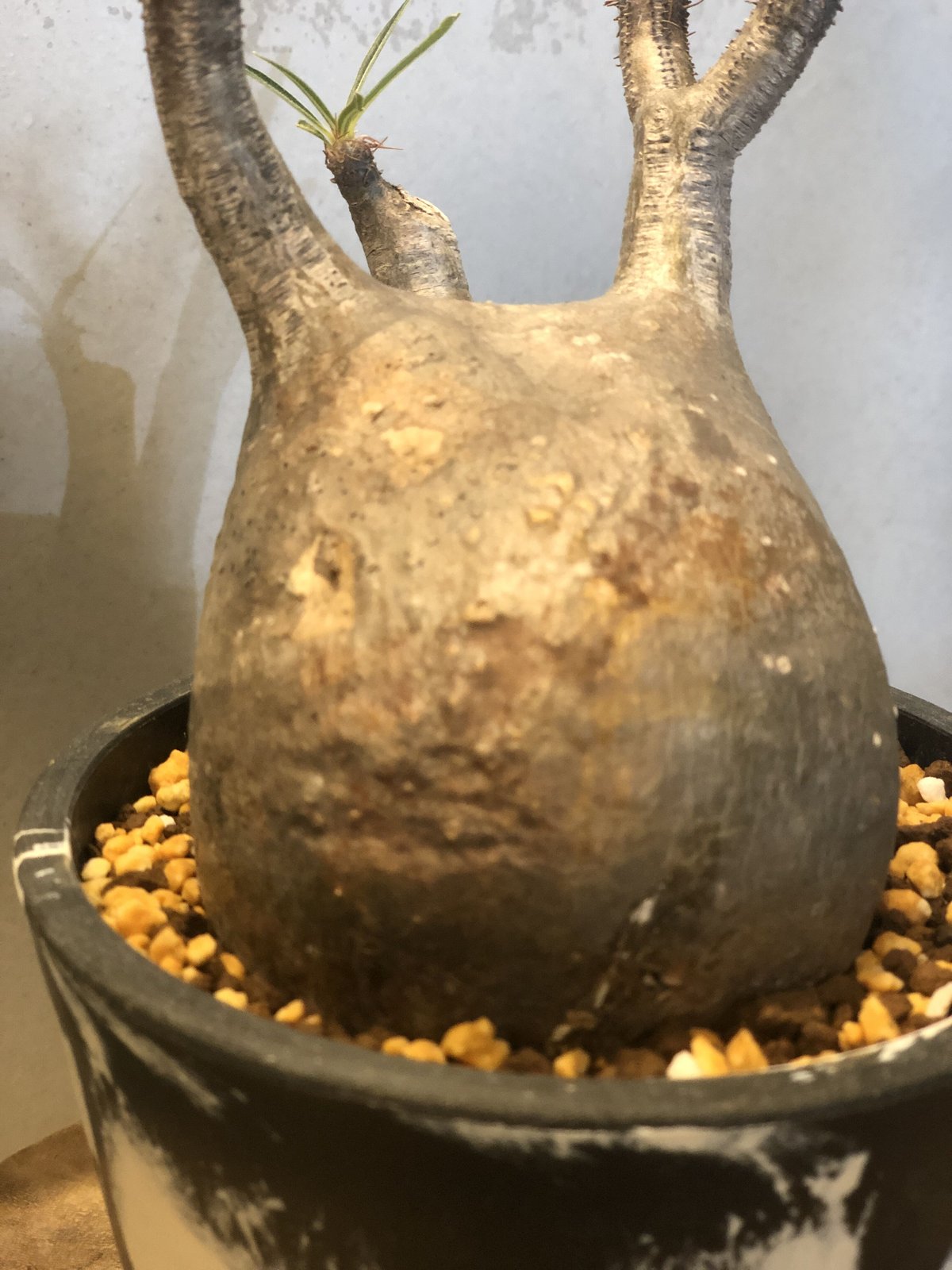 パキポディウム　 グラキリス　大株21㎝　発根済 パキポディウム グラキリス 