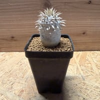 パキポディウム　エブレネウム